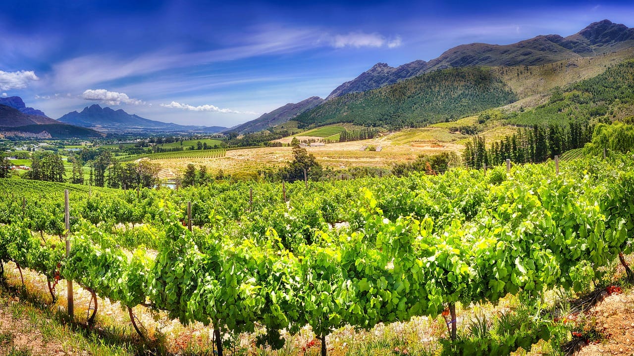 Vineyards in the Franschhoek valley.