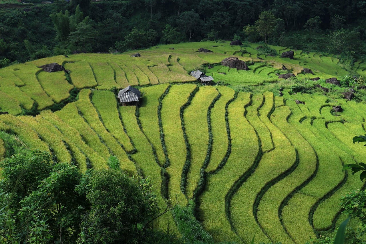Rice fields on the way to the coast.